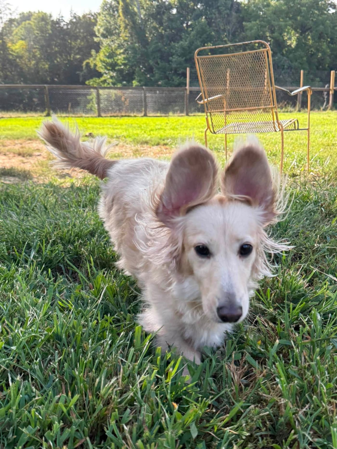 Long-haired cream dachshund trotting through the grass, ears flying