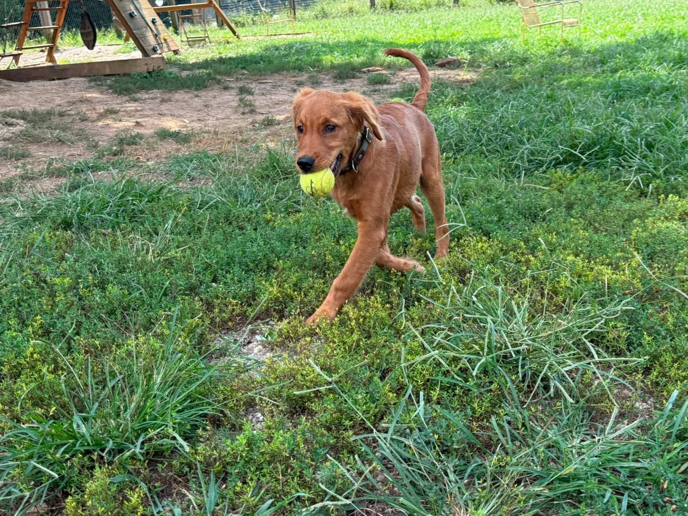 Red golden retriever puppy fetching a tennis ball in the grass