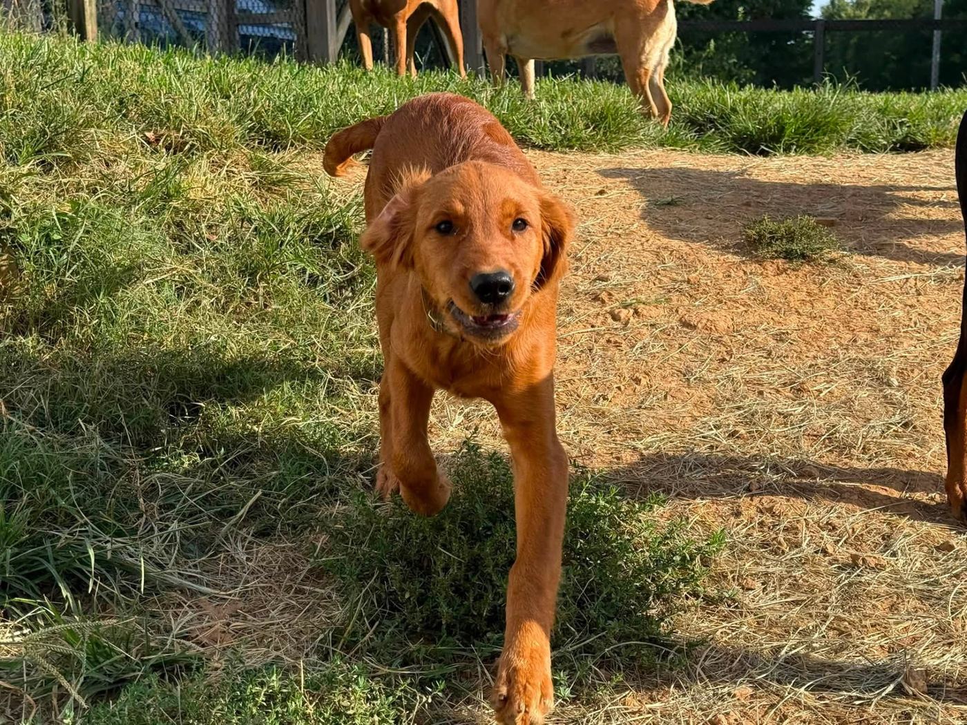 Red retriever puppy running toward the camera during yard play