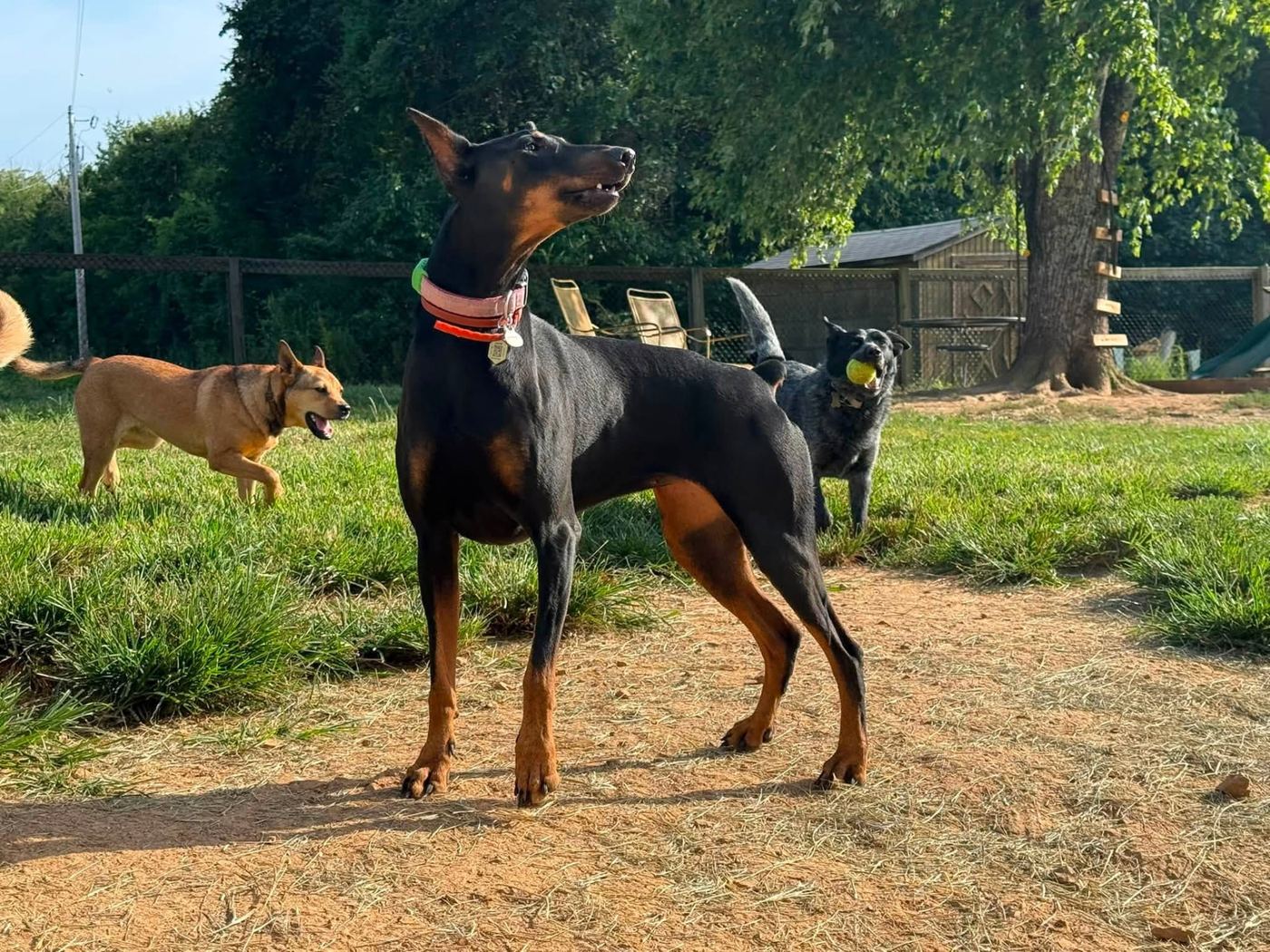 Doberman and friends playing together in the fenced yard