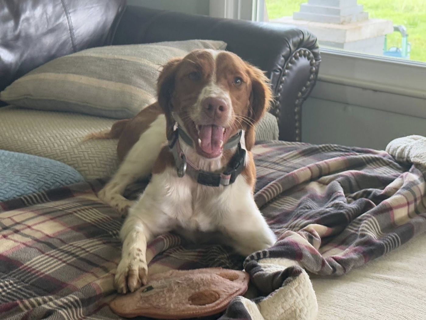 Dog relaxing on the couch during in-home boarding