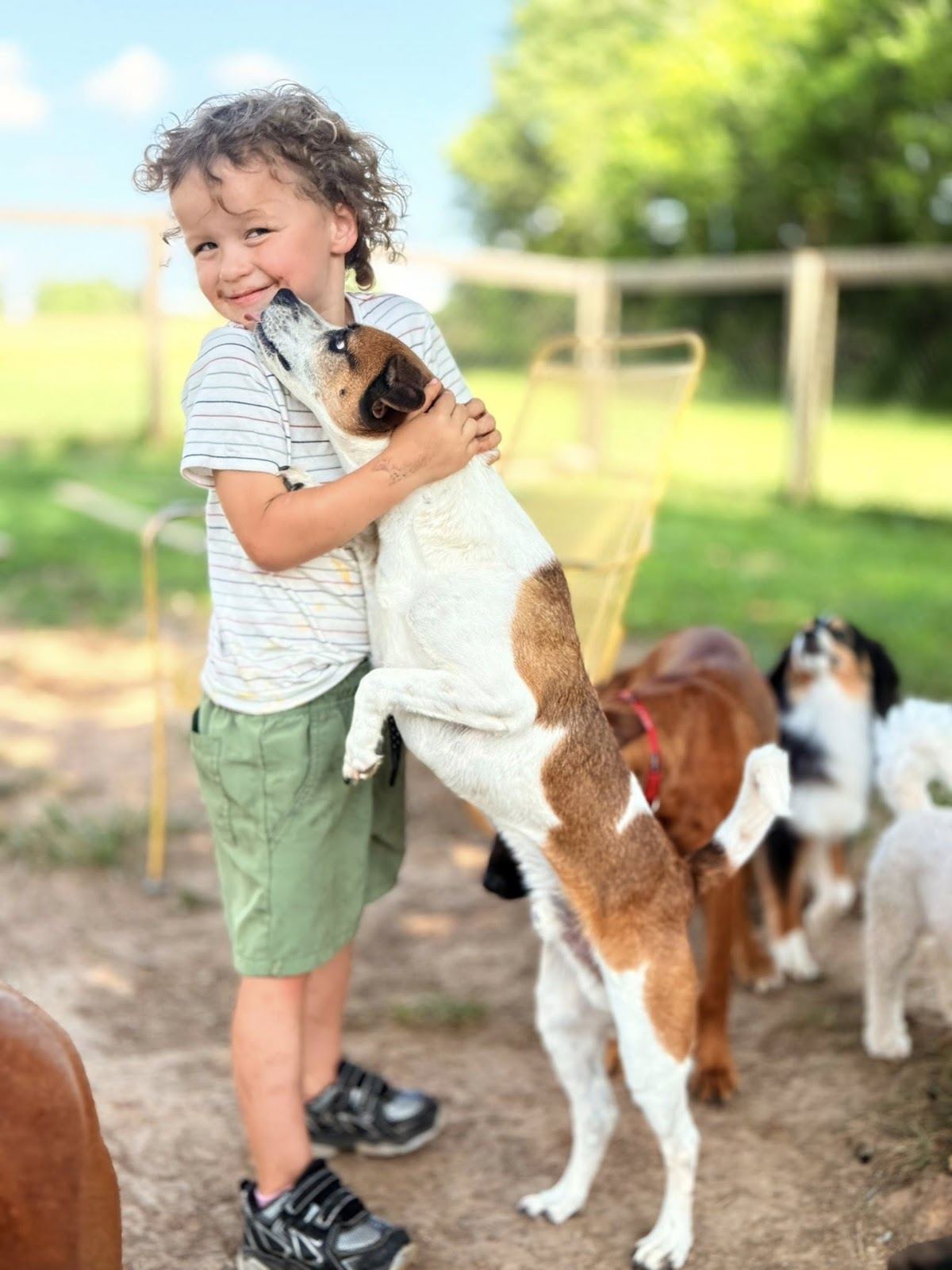 Child playing with a group of friendly dogs in the yard