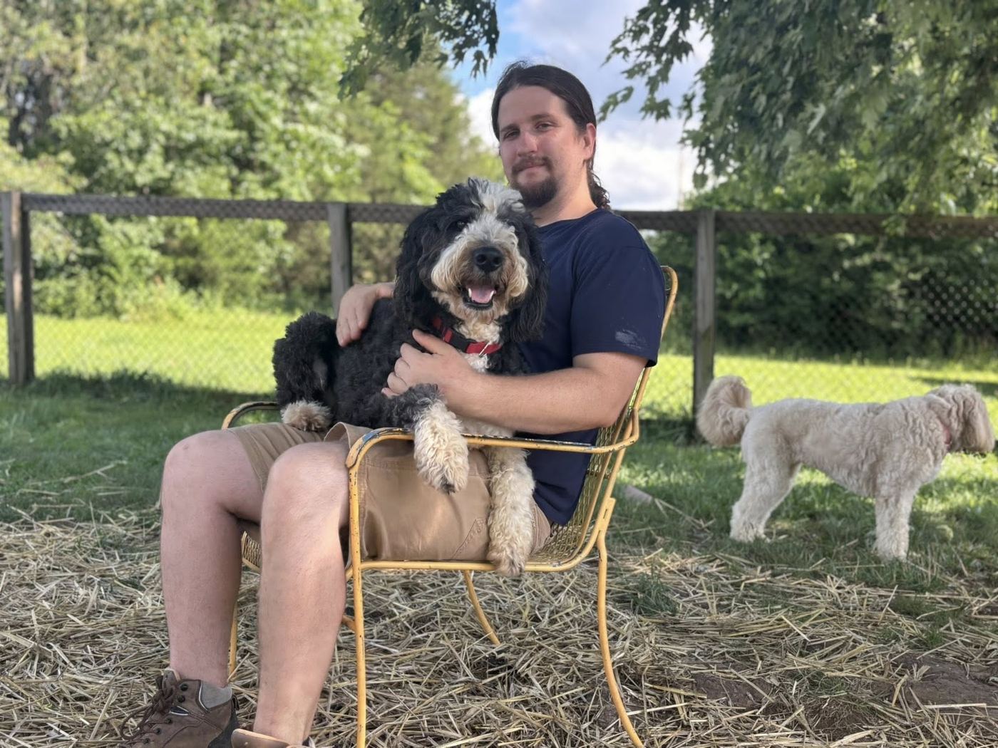 Doodle snuggling on a lap outside while the pack plays nearby