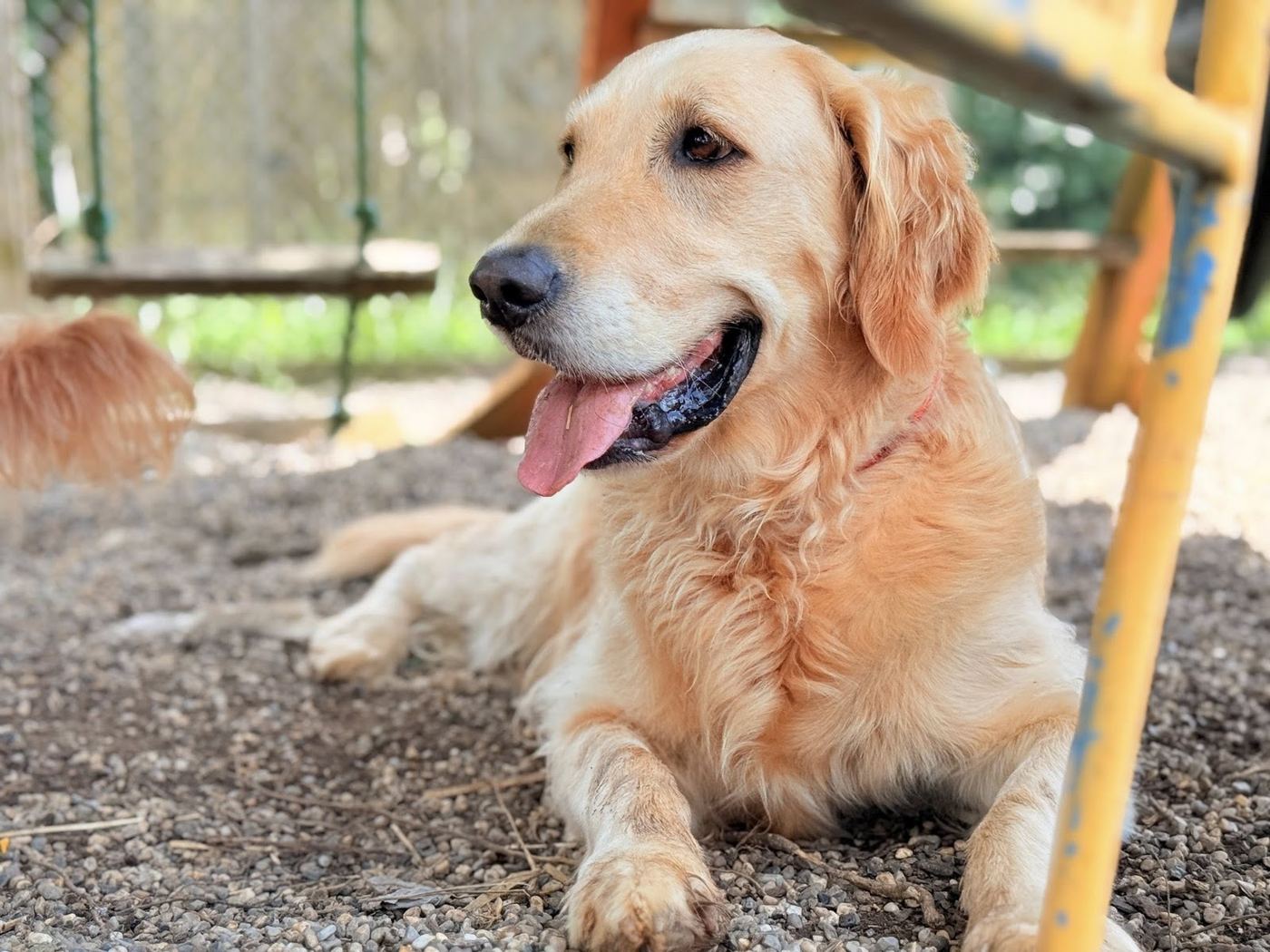 Golden retriever relaxing in the shade in the play yard
