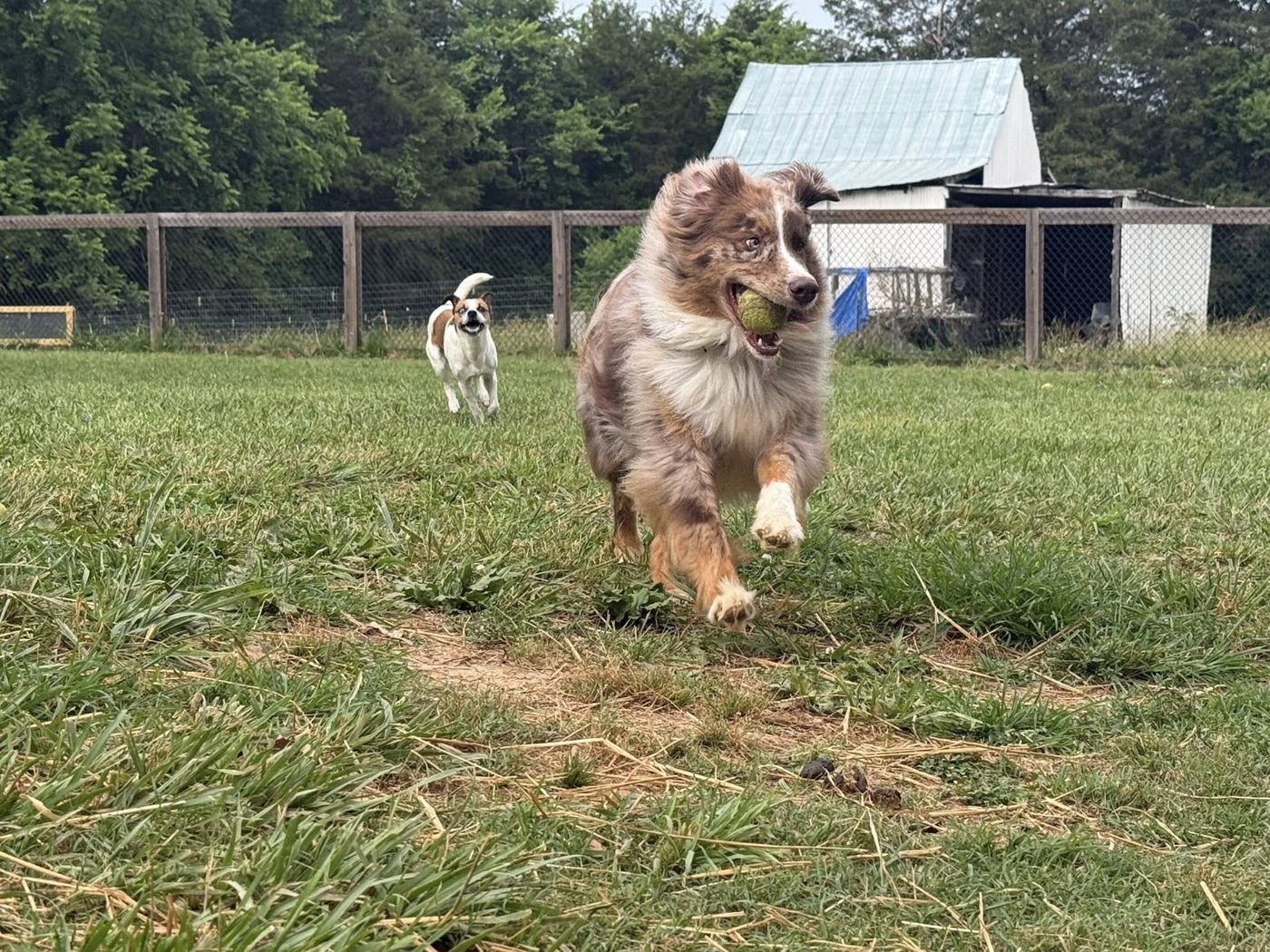 Australian shepherd running through the big fenced yard at Devoted Dog Care